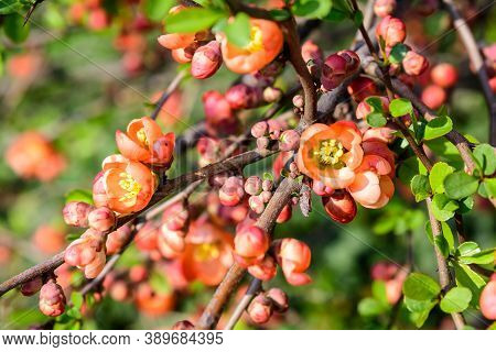 Close Up Delicate Red Flowers Of Chaenomeles Japonica Shrub, Commonly Known As Japanese Quince Or Ma