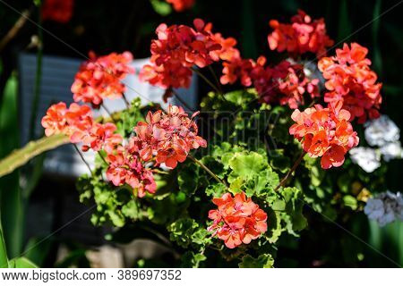 Group Of Vivid Red Pelargonium Flowers (commonly Known As Geraniums, Pelargoniums Or Storksbills) An