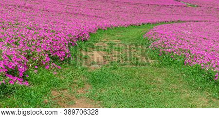Landscape Of Grass Pathway With Beautiful Pink Petunia Flowers (petunia Hybrida) In The Garden.  In 