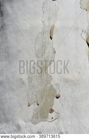 London Plane Bark Detail - Latin Name - Platanus X Hispanica (platanus X Acerifolia)