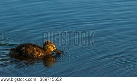 Ducklings Swiming In City River Water At Sunrise Time.