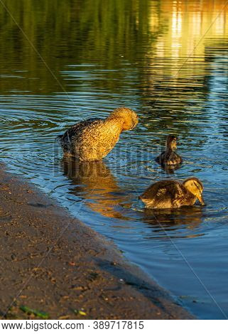 Duck Mother With Kids Duckling In City River Water Washing Up At Sunrise Time