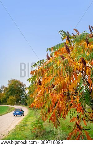 Colorful Staghorn Sumac Or Velvet Sumac (rhus Typhina) In Autumn