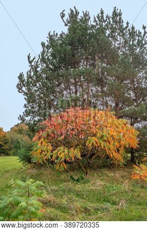 Colorful Staghorn Sumac Or Velvet Sumac (rhus Typhina) In Autumn
