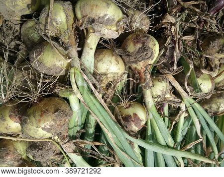 Only Onions Dug Up And Drying From The Ground