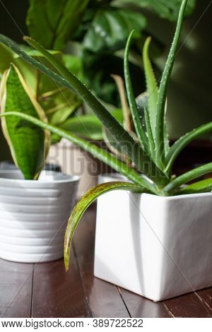 An Aloe Vera Succulent Houseplant Sits In A White Pot With Signs Of Overwatering. These Black/brown 