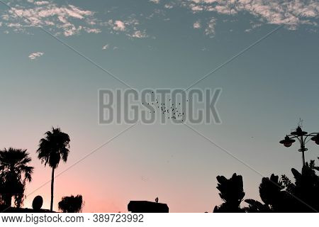 Pink Sunset, Blue Sky. Dark Silhouette Of The City In The Foreground.a Flock Of Birds Flies In The S