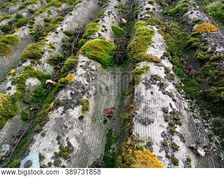 Grey Slate Roof Overgrown With Green Moss