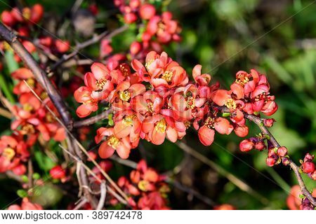Close Up Delicate Red Flowers Of Chaenomeles Japonica Shrub, Commonly Known As Japanese Quince Or Ma