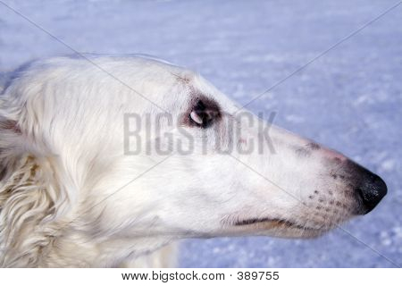 Hund