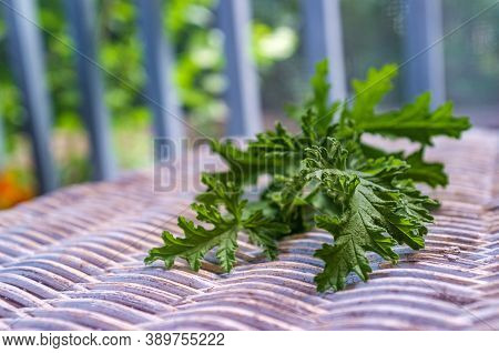 A Citronella Plant Leaves To Make Homemade Mosquito Repellant