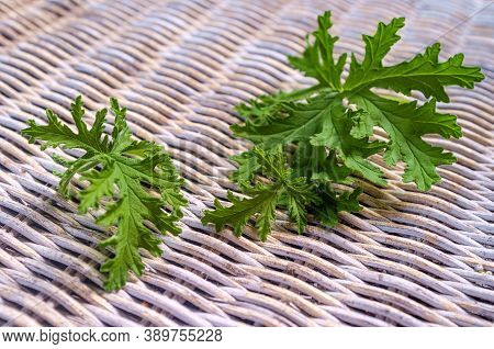 A Citronella Plant Leaves To Make Homemade Mosquito Repellant