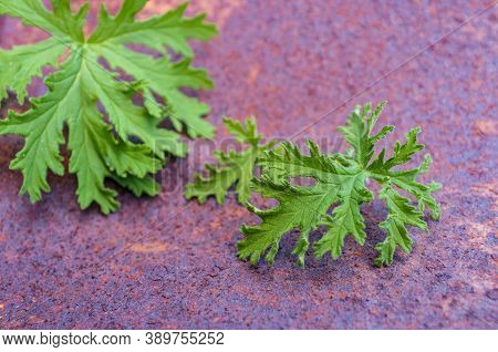 A Citronella Plant Leaves To Make Homemade Mosquito Repellant