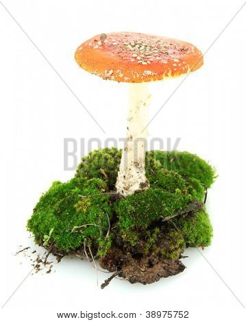 červená muchomůrka s mechem izolovaných na bílém