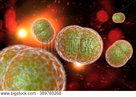 Microscope Close Up Of Meningitis Bacteria, Also Known As Meningococcus 3d Illustration