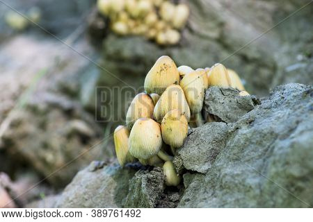 Forest Mushrooms On An Old Tree Trunk . A Group Of Toadstool Mushrooms. Forest Mushrooms.