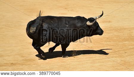 Black Spanish Bull With Big Horns On The Traditional Spectacle Of Bullfight