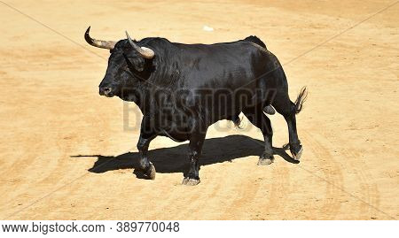 Black Spanish Bull With Big Horns On The Traditional Spectacle Of Bullfight