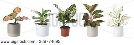 Set Of Aglaonema Plants For House On White Background. Banner Design