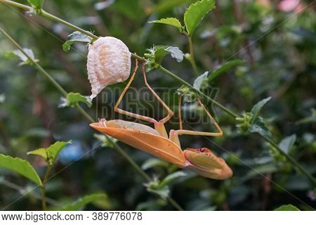 Grasshopper Female Laying Eggs At Twig Or Leaf