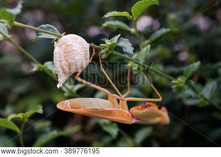 Grasshopper Female Laying Eggs At Twig Or Leaf