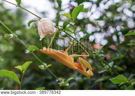 Grasshopper Female Laying Eggs At Twig Or Leaf
