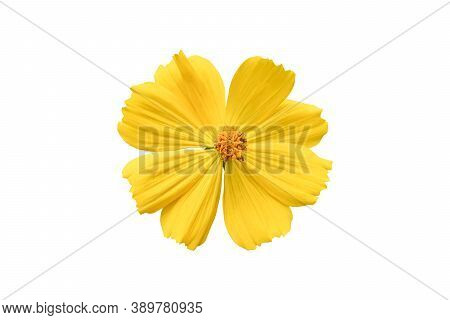Beautiful Yellow Cosmos Flower (coreopsideae) Isolated On White Background. Object With Clipping Pat
