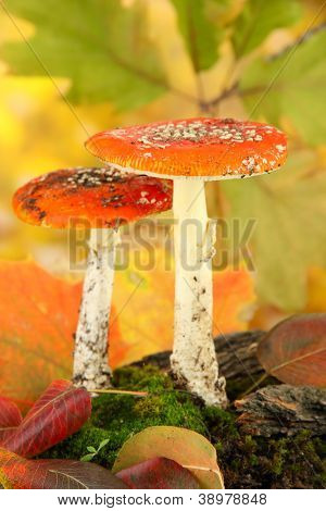 červené amanitas s mechem, na podzim žluté pozadí