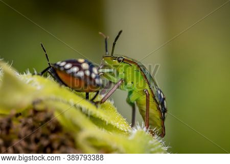 Southern Green Shield Bug Or Green Vegetable Bug (nezara Viridula) On Sunflower In The Garden