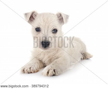 Puppy West Highland White Terrier In Front Of White Background
