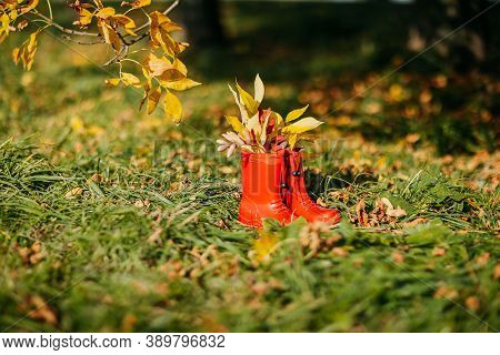 Red Kids Gumboots With Yeallow Leaves Inside. Autumn Coziness With Foliage Inside The Boots. Golden 