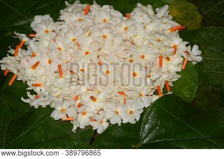 Night Flowering Jasmine Or Parijat Or Hengra Bubar Or Shiuli Flowers On Green Leaves
