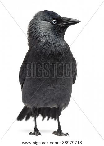นกกา Jackdaw เวสเทิร์ monedula, (หรือ Jackdaw นก หรือ Jackdaw ยุโรป หรือเพียง Jackdaw) agains