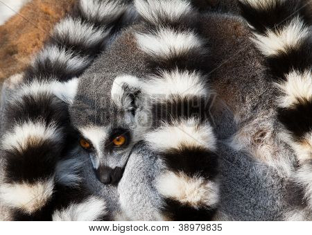 Jamajský lemurů (lemur Kata) schoulit dohromady