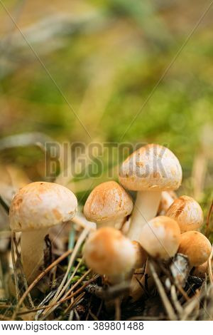 Kuehneromyces Mutabilis Mashrooms Growing Among Pine Needles In Autumn Forest.