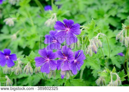 Group Of Vivid Blue Pelargonium Flowers (commonly Known As Geraniums, Pelargoniums Or Storksbills) A