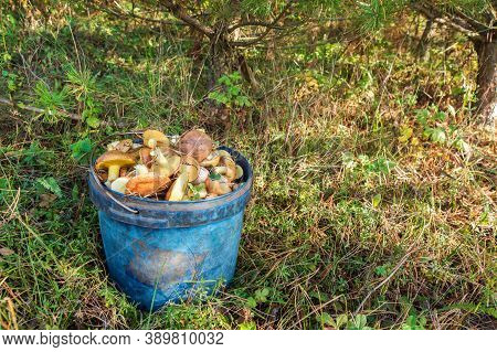 Full Bucket Of Wild Mushrooms Suillus Luteus In The Forest In A Clearing Between The Needles Closeup