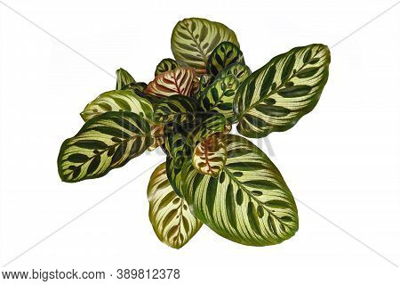 Top View Of Tropicalhouseplant With Botanic Name 'calathea Makoyana', A House Plant With Beautiful E