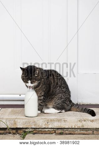 0588 Macska tej-palack