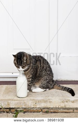 0594 Macska tej-palack