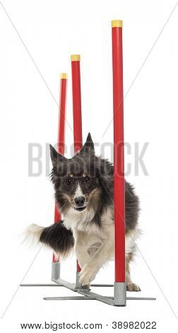 Border Collie slalom på hvid baggrund