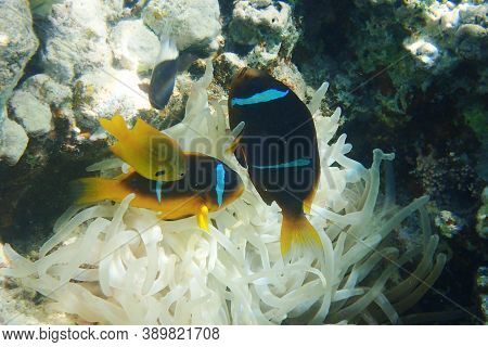 Cmall Clown Fishes In The Red Sea Near The Beach