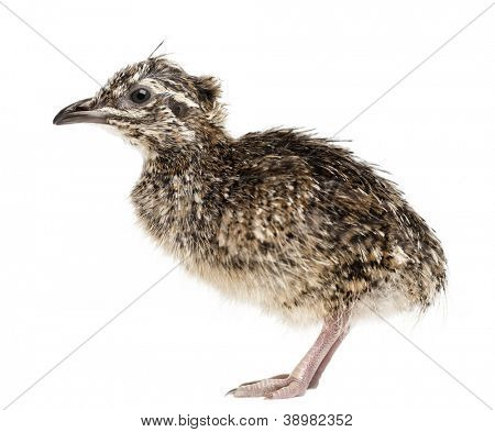Elegante Crested Steißhühner-Chick, Eudromia Elegans, 1 Tag alt, auch bekannt als Art Steißhühner gegen 