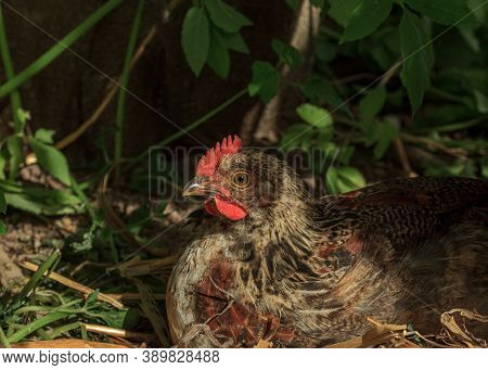 Wild Farm Chicken Variegate Bird In Green Grass Looking For Food