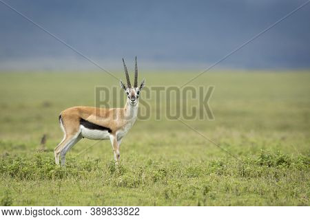 Thompson's Gazelle Standing In Green Plains Of Ngorongoro Crater In Tanzania