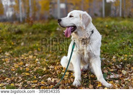 A Male Golden Retriever Puppy Sits On A Lawn In An Autumn Forest. Autumn, Fallen Leaves. The Puppy H