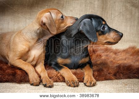 Lille Pinscher hvalpe