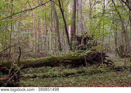 Autumnal Deciduous Primeval Stand