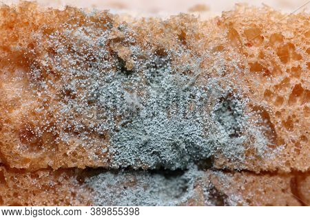 Closeup Bread Mold Fungus (penicillium Sp.) Show Detail Of Sporangiospore, Sporangium, Rhizoid And S