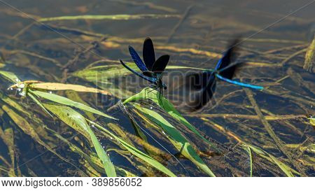 Blue Color Dragonfly River Water Beautiful Insect With Open Wings, Flying Dragonfly In Blur